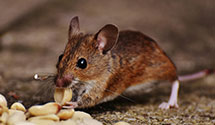 24 Hour & Emergency Exterminators in Chi, IL